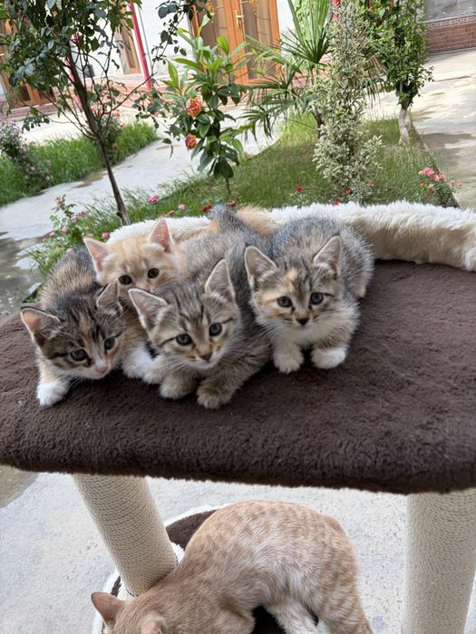 Котенок.
