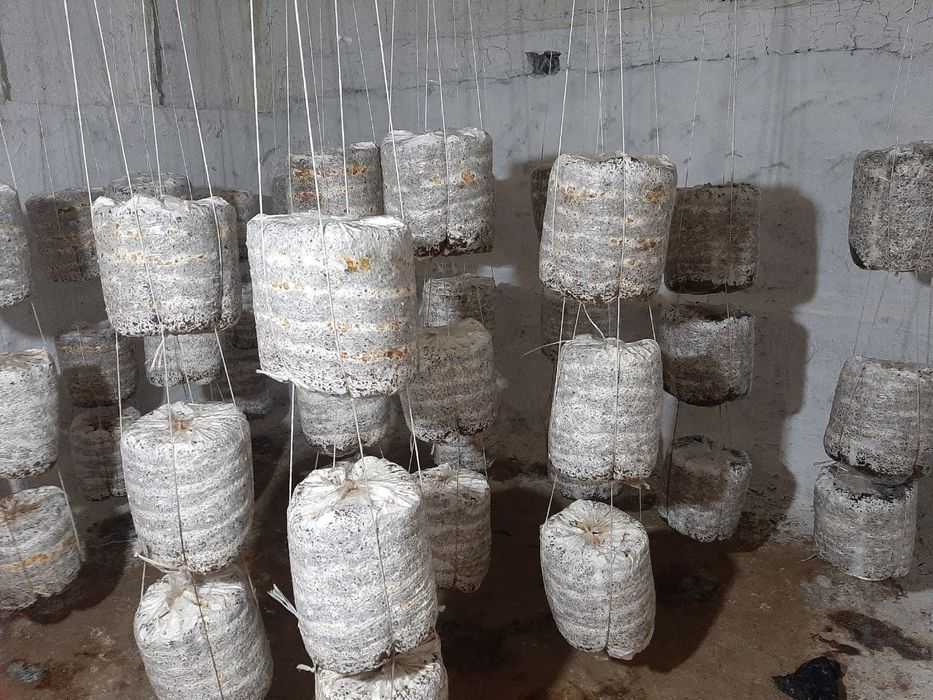 Сажаем грибы вешенки