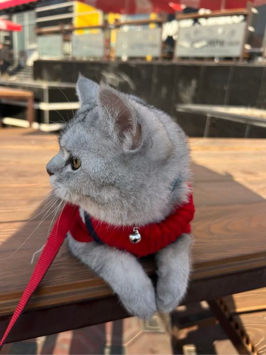 Ismi dudu, sog”lom