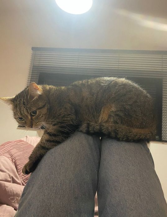 Pisică pentru adopție – Teila