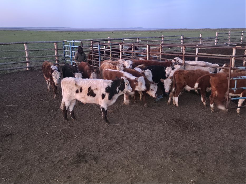 Бычок, торпак оптом бычки естть