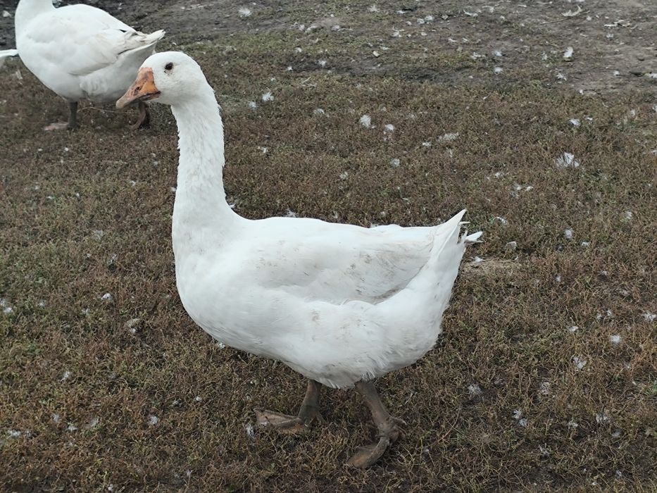 Продам гусей 5 месяцев