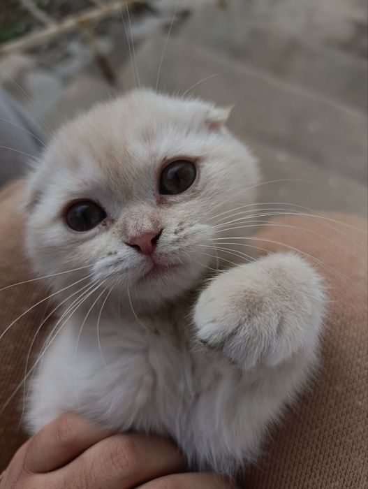 Shatlanskiy vslauxa (skotfish fold)