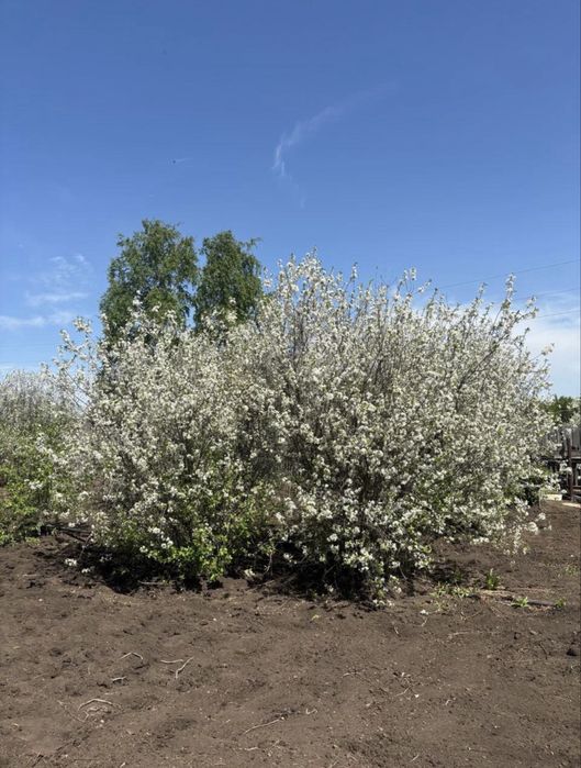 Продам дачу по Зерендинской трассе