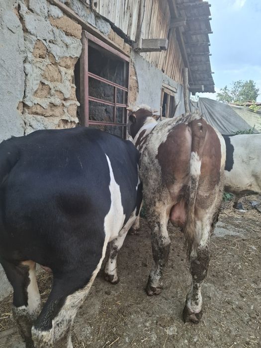 Vitei crescuti in godpodarie