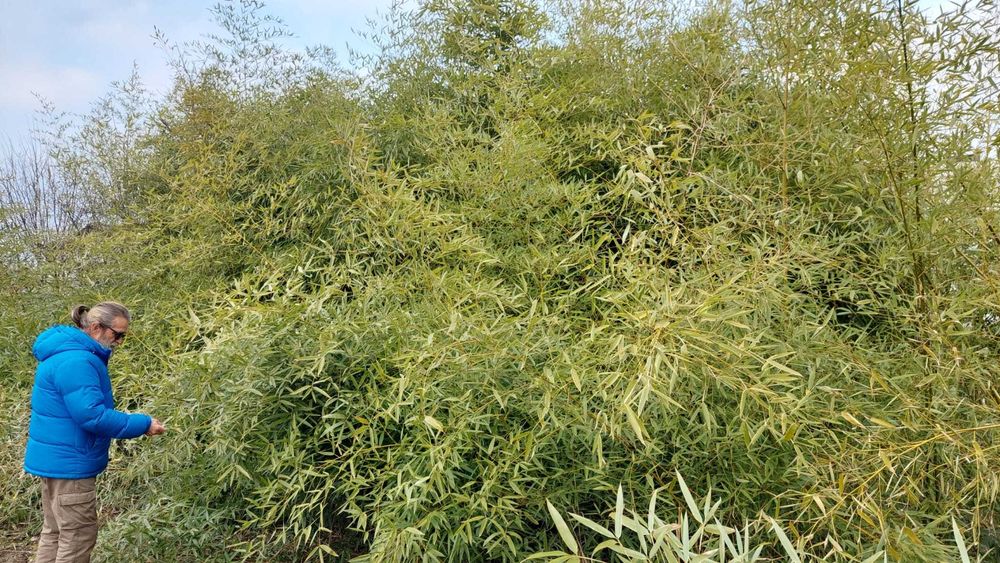 Vand bambus aclimatizat