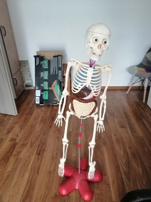 De vinzare scheletul uman preț 400