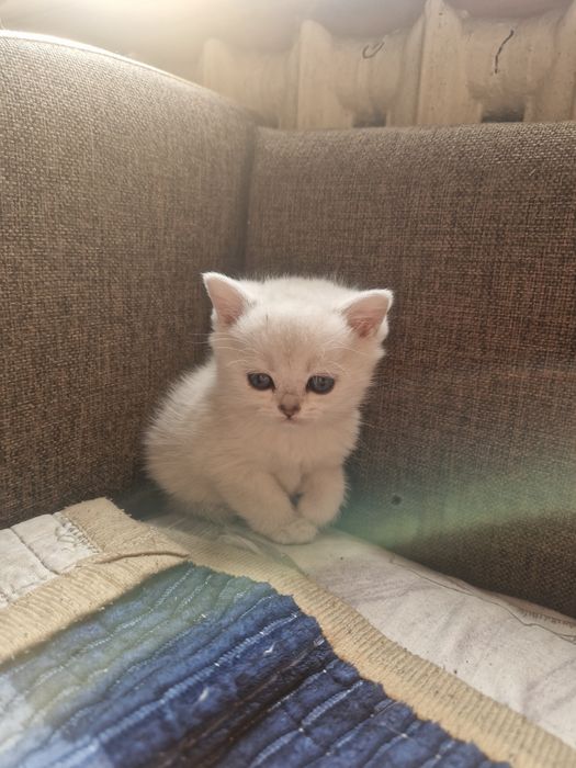 Шиншиллы Серебро Алматы