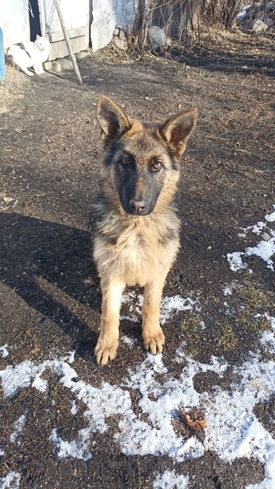 Овчарка күшік сатылады