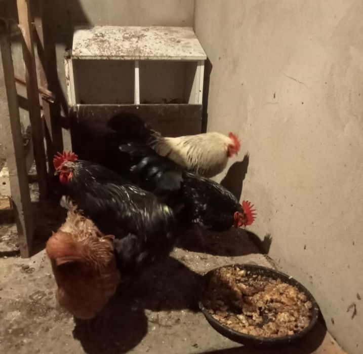 Петухи молодые продам