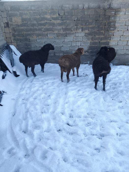 Койлар, кошкарлар