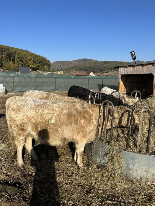 Vand juninci gestante galloway