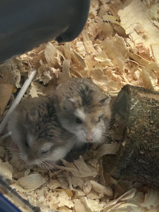 Подсрявам 2 мини хамстера