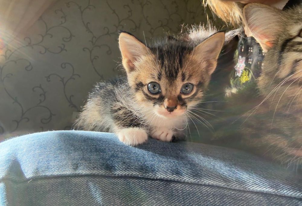 Отдам котят в добрые руки
