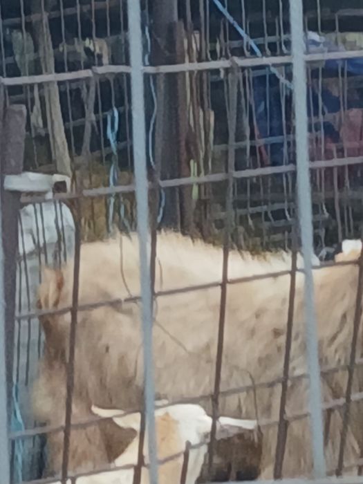 Vand tap aproximativ 50kg