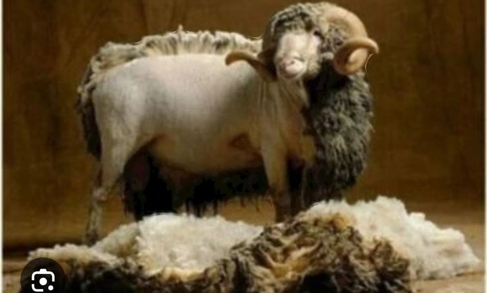 Стрижка овец и коз баранов