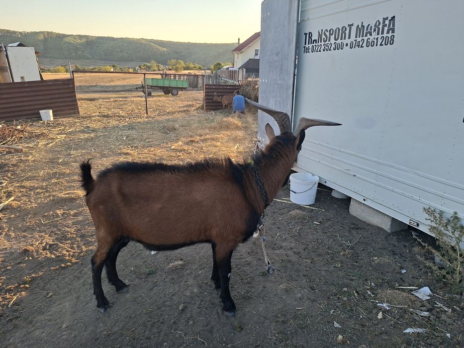 OCAZIE ! Vănd sau schimb un țap original Alpin Francez