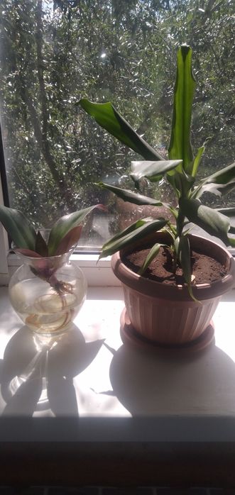 Продам комнатные растения