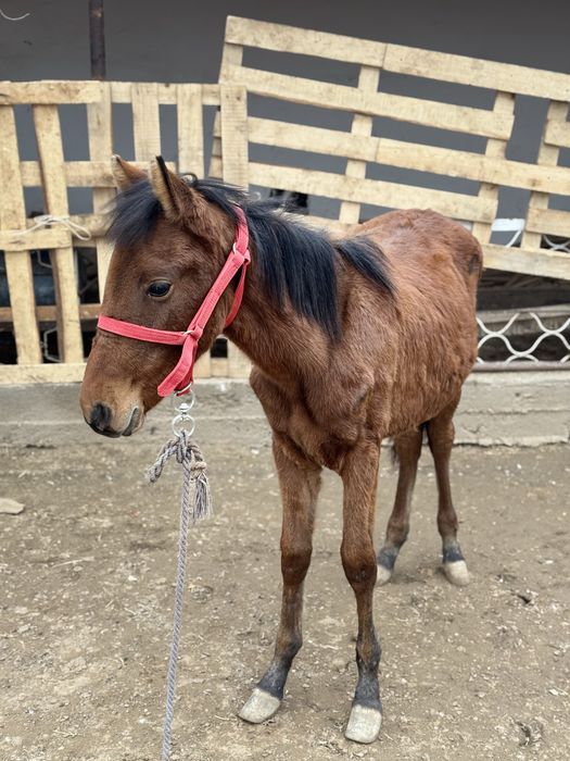 Эркак той сотилади