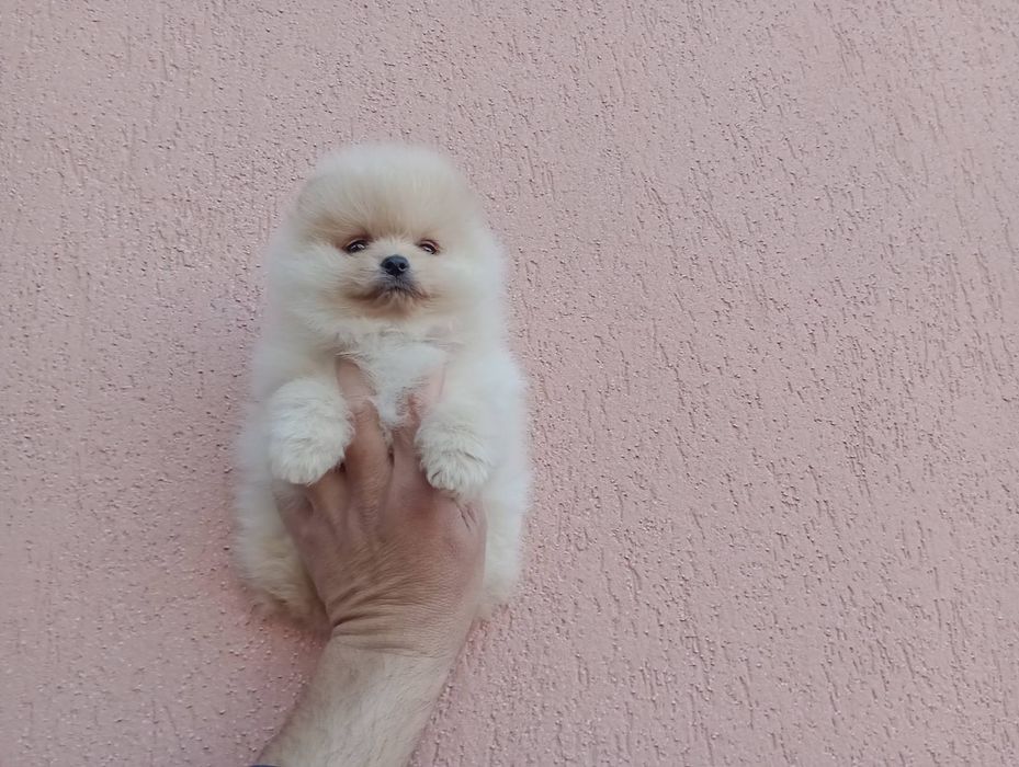 Померани! Момичета и момчета!