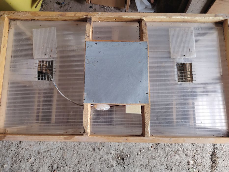 Vând maternitate  puii  de gaina doar cu predare în Arad