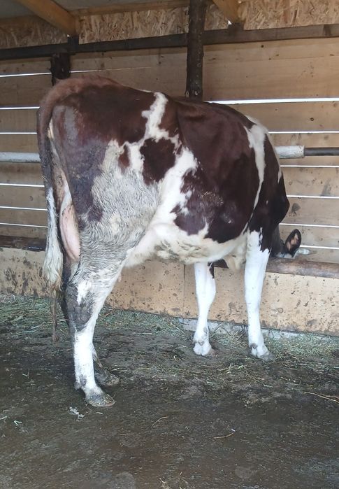 Vand juninca de 3 ani