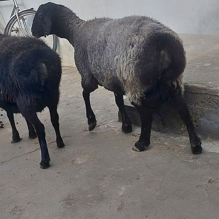 Бугоз куйлар сотилади т