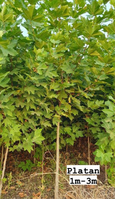 Vând copaci ornamentali-Mesteacan-tei-platan