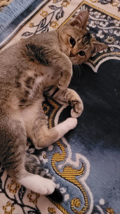 Chiroyli aqli sog'lom mushuk sotiladi