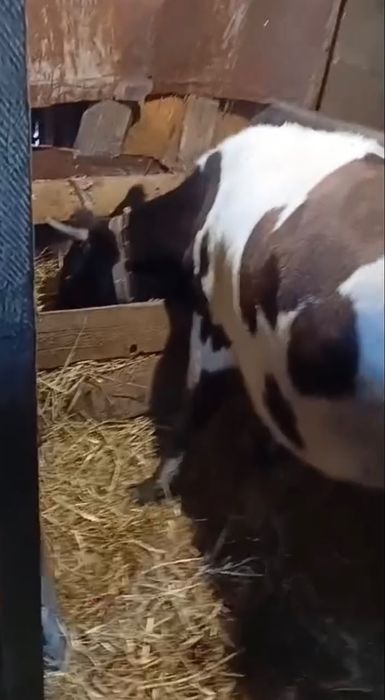 Продам корову и первотелку