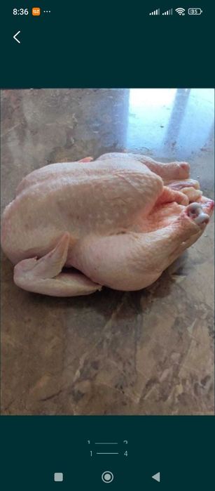 Продам цыплят бройлер