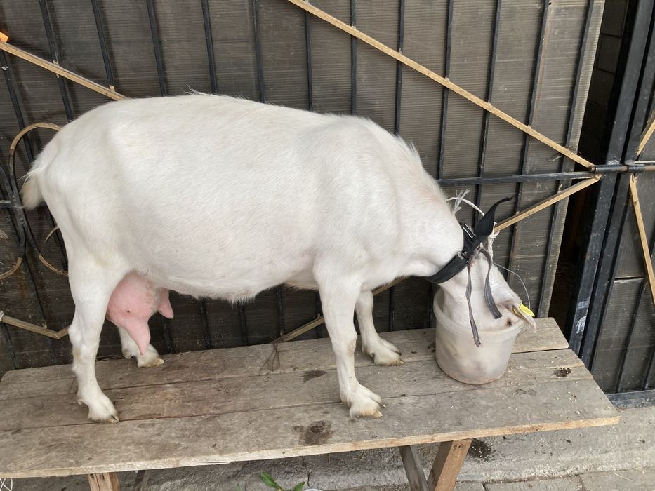 Продам двух козлят