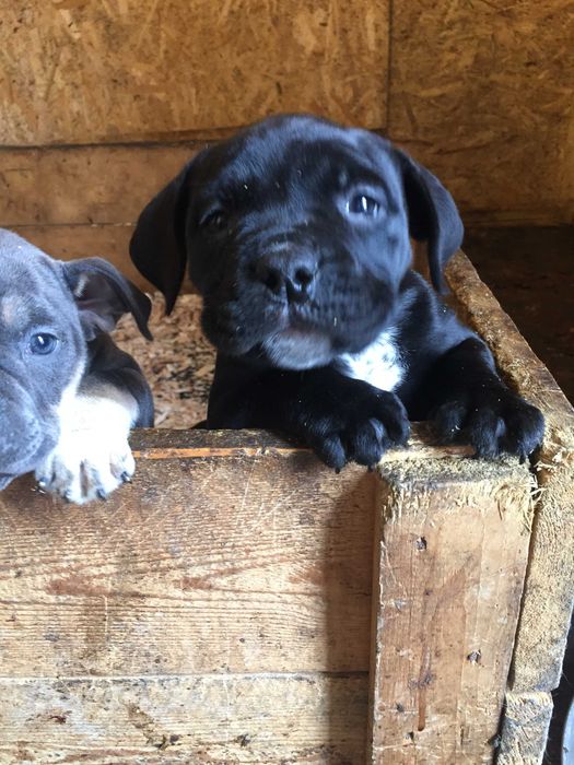 американский булли