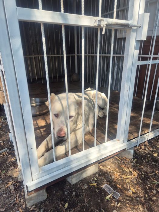 Кабель  Волкодав