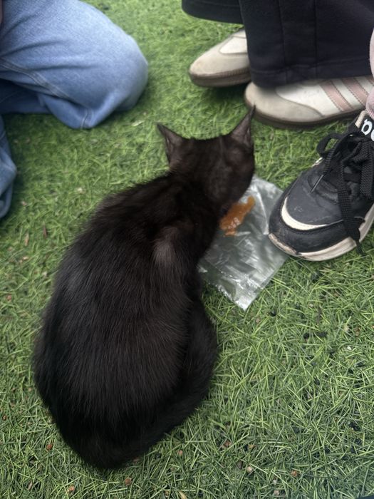 черный котенок девочка