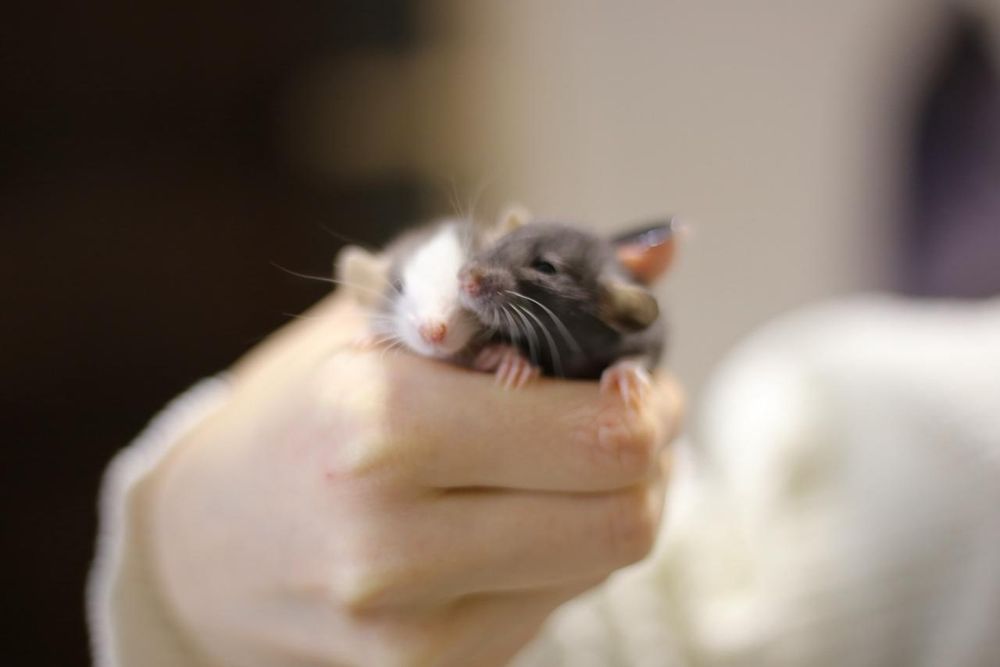 Малышь мальчик крыс