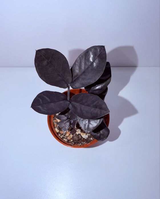 Замиокулькас, комнатные растения, комнатные цветы