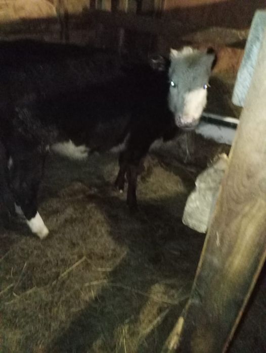 Продам 3-х телят