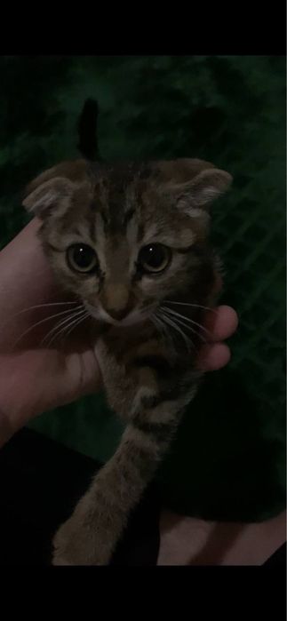 Mushuklar sotiladi 300.000 soʻm