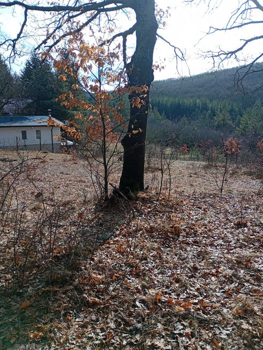 Имот в с.Дреново