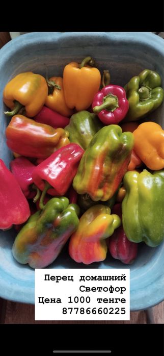 Перец домашний светофор