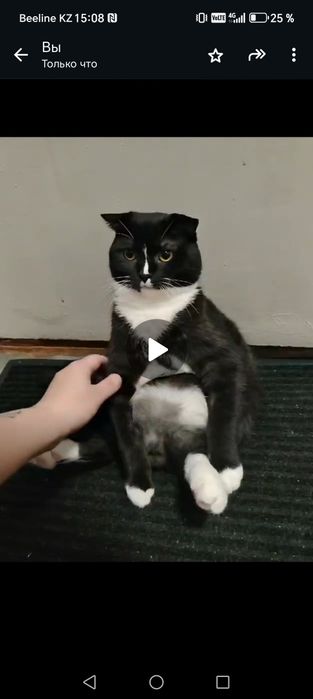 Кот в добрые руки