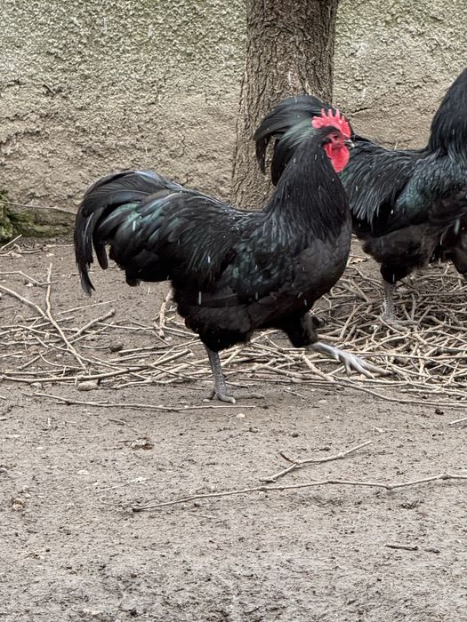 Cocosi Australorp