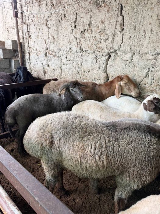Qurbonlikka qoylar bor soni kup
