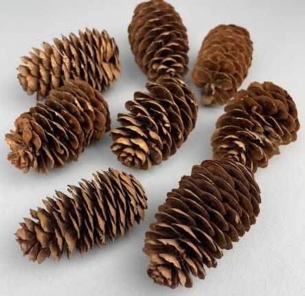 Продам шишки еловые, желуди