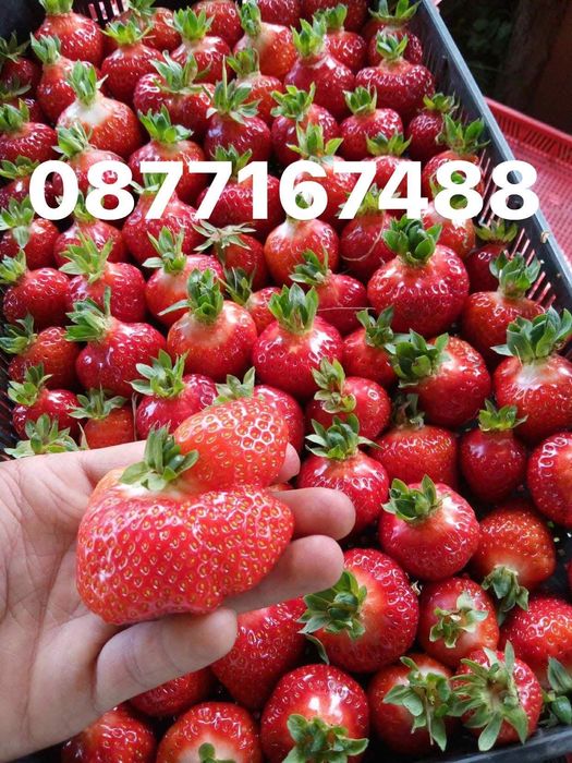 Качествен разсад ягоди и малини