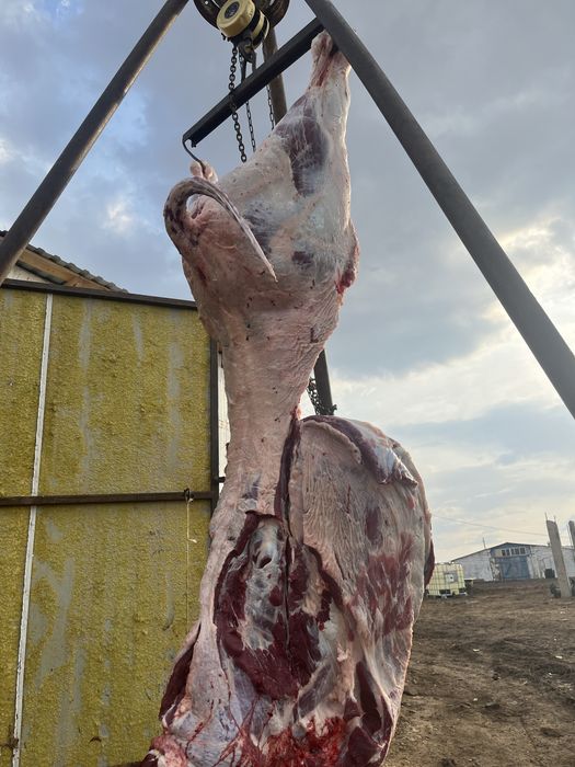 Продам говядина высшак с откорма молодняк