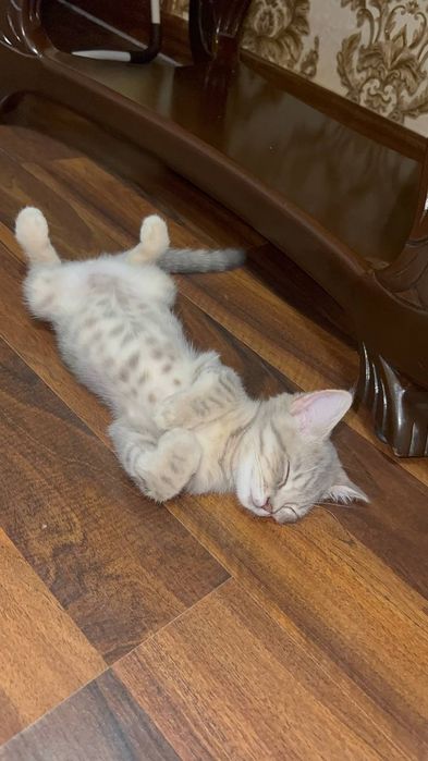British shorthair aralashmasi 3oylik