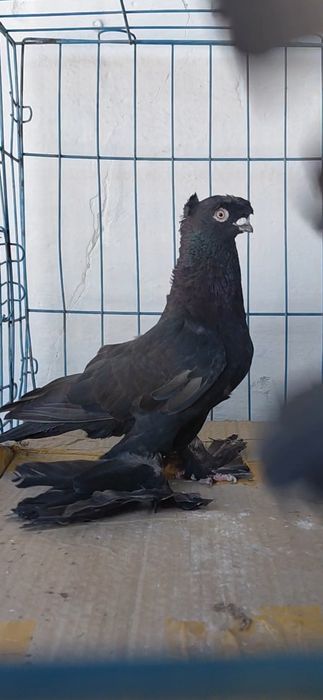 Голуби игровых кровей