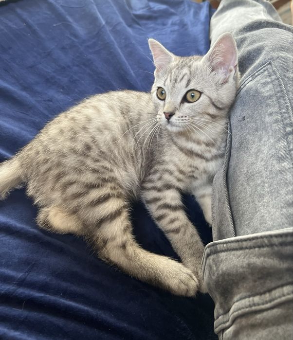 Котенки милашки:)!
